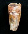 Bargain Spinosaurus Tooth - / inches #4479-1